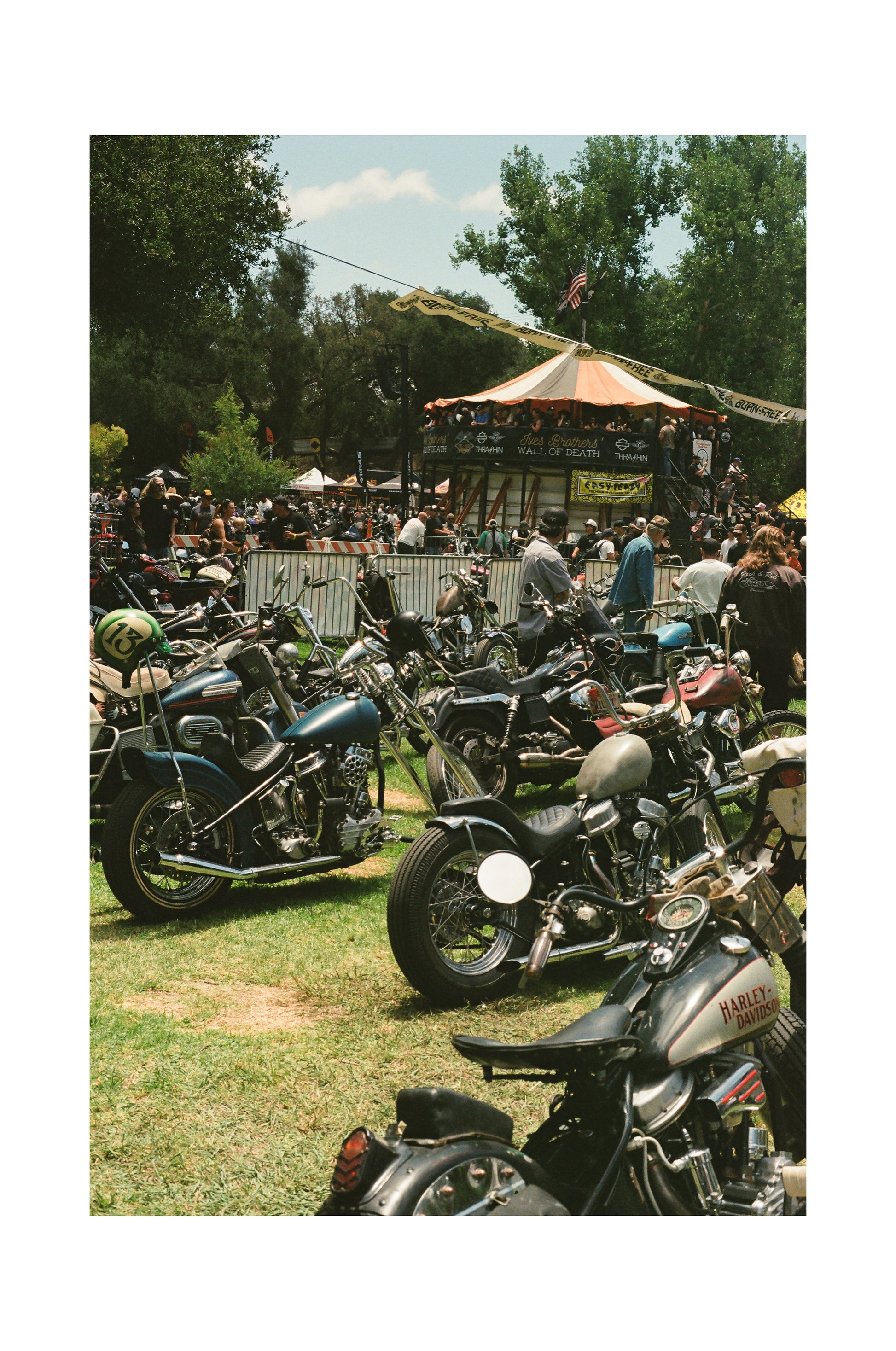 Born Free 17 - Black frame